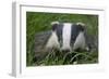 Adult Badger (Meles Meles) in Long Grass, Dorset, England, UK, July-Bertie Gregory-Framed Photographic Print