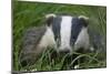 Adult Badger (Meles Meles) in Long Grass, Dorset, England, UK, July-Bertie Gregory-Mounted Photographic Print