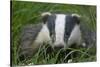 Adult Badger (Meles Meles) in Long Grass, Dorset, England, UK, July-Bertie Gregory-Stretched Canvas