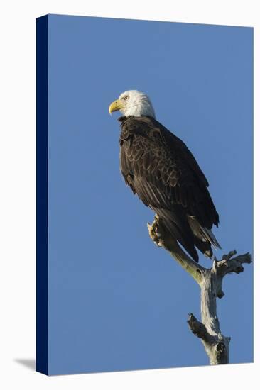 Adult Bald Eagle, Haliaeetus Leucocephalus, Sw Florida-Maresa Pryor-Stretched Canvas