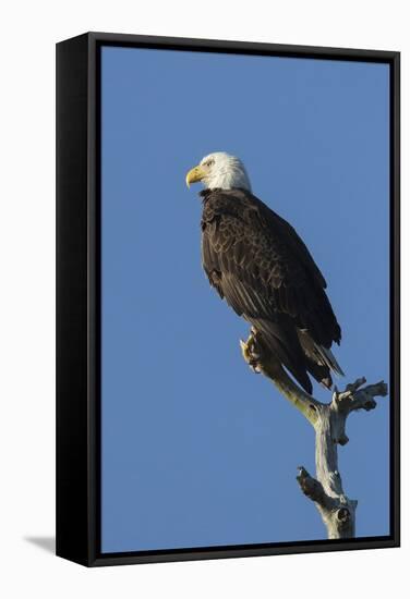 Adult Bald Eagle, Haliaeetus Leucocephalus, Sw Florida-Maresa Pryor-Framed Stretched Canvas