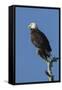 Adult Bald Eagle, Haliaeetus Leucocephalus, Sw Florida-Maresa Pryor-Framed Stretched Canvas