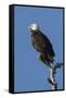 Adult Bald Eagle, Haliaeetus Leucocephalus, Sw Florida-Maresa Pryor-Framed Stretched Canvas