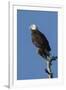 Adult Bald Eagle, Haliaeetus Leucocephalus, Sw Florida-Maresa Pryor-Framed Premium Photographic Print