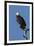 Adult Bald Eagle, Haliaeetus Leucocephalus, Sw Florida-Maresa Pryor-Framed Premium Photographic Print