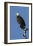 Adult Bald Eagle, Haliaeetus Leucocephalus, Sw Florida-Maresa Pryor-Framed Photographic Print