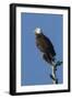 Adult Bald Eagle, Haliaeetus Leucocephalus, Sw Florida-Maresa Pryor-Framed Photographic Print