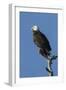 Adult Bald Eagle, Haliaeetus Leucocephalus, Sw Florida-Maresa Pryor-Framed Photographic Print