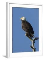 Adult Bald Eagle, Haliaeetus Leucocephalus, Sw Florida-Maresa Pryor-Framed Photographic Print