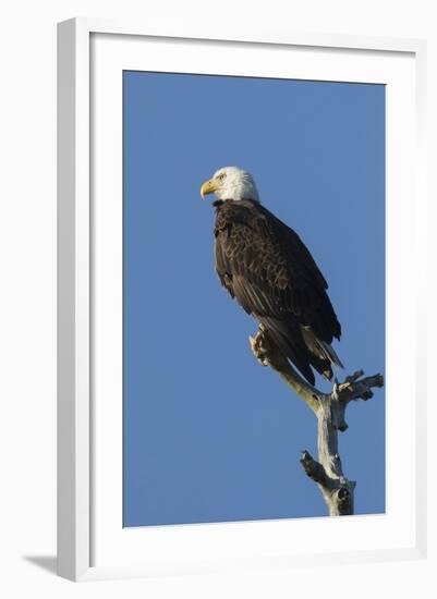 Adult Bald Eagle, Haliaeetus Leucocephalus, Sw Florida-Maresa Pryor-Framed Photographic Print