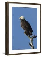 Adult Bald Eagle, Haliaeetus Leucocephalus, Sw Florida-Maresa Pryor-Framed Photographic Print