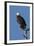 Adult Bald Eagle, Haliaeetus Leucocephalus, Sw Florida-Maresa Pryor-Framed Photographic Print