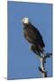 Adult Bald Eagle, Haliaeetus Leucocephalus, Sw Florida-Maresa Pryor-Mounted Photographic Print