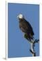 Adult Bald Eagle, Haliaeetus Leucocephalus, Sw Florida-Maresa Pryor-Framed Photographic Print