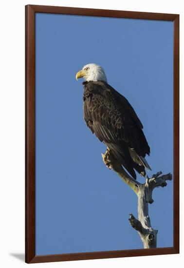 Adult Bald Eagle, Haliaeetus Leucocephalus, Sw Florida-Maresa Pryor-Framed Photographic Print