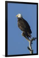 Adult Bald Eagle, Haliaeetus Leucocephalus, Sw Florida-Maresa Pryor-Framed Photographic Print