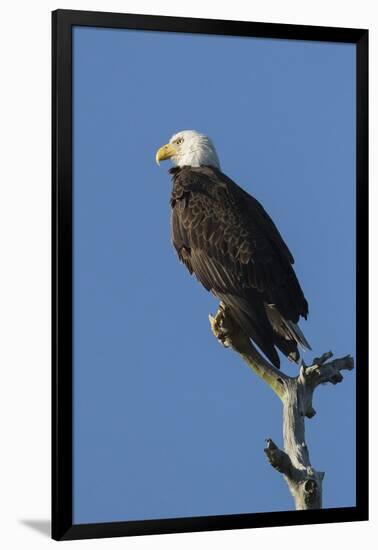 Adult Bald Eagle, Haliaeetus Leucocephalus, Sw Florida-Maresa Pryor-Framed Photographic Print