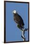 Adult Bald Eagle, Haliaeetus Leucocephalus, Sw Florida-Maresa Pryor-Framed Premium Photographic Print