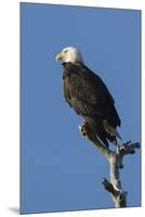 Adult Bald Eagle, Haliaeetus Leucocephalus, Sw Florida-Maresa Pryor-Mounted Premium Photographic Print