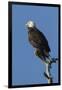 Adult Bald Eagle, Haliaeetus Leucocephalus, Sw Florida-Maresa Pryor-Framed Premium Photographic Print