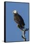 Adult Bald Eagle, Haliaeetus Leucocephalus, Sw Florida-Maresa Pryor-Framed Stretched Canvas