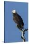 Adult Bald Eagle, Haliaeetus Leucocephalus, Sw Florida-Maresa Pryor-Stretched Canvas