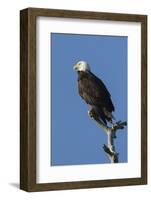 Adult Bald Eagle, Haliaeetus Leucocephalus, Sw Florida-Maresa Pryor-Framed Photographic Print