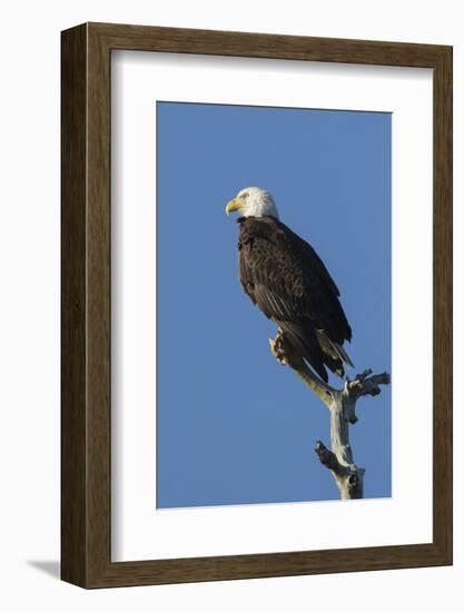 Adult Bald Eagle, Haliaeetus Leucocephalus, Sw Florida-Maresa Pryor-Framed Photographic Print