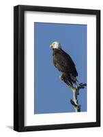 Adult Bald Eagle, Haliaeetus Leucocephalus, Sw Florida-Maresa Pryor-Framed Photographic Print