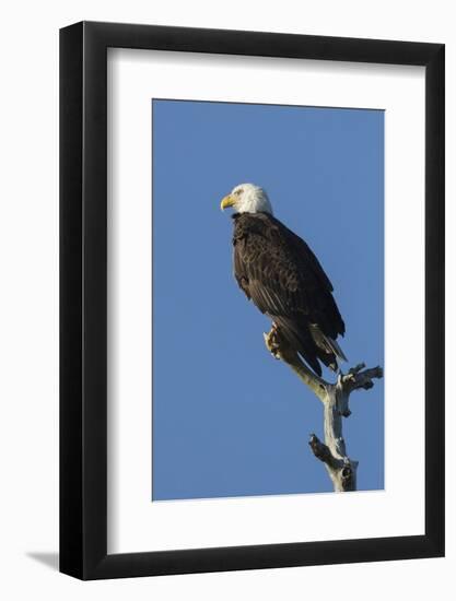 Adult Bald Eagle, Haliaeetus Leucocephalus, Sw Florida-Maresa Pryor-Framed Photographic Print