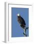 Adult Bald Eagle, Haliaeetus Leucocephalus, Sw Florida-Maresa Pryor-Framed Photographic Print