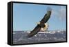 Adult Bald Eagle in Flight-null-Framed Stretched Canvas