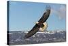 Adult Bald Eagle in Flight-null-Stretched Canvas