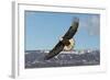 Adult Bald Eagle in Flight-null-Framed Photographic Print