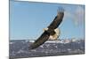 Adult Bald Eagle in Flight-null-Mounted Photographic Print