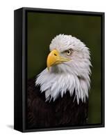 Adult Bald Eagle-Adam Jones-Framed Stretched Canvas