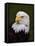 Adult Bald Eagle-Adam Jones-Framed Stretched Canvas