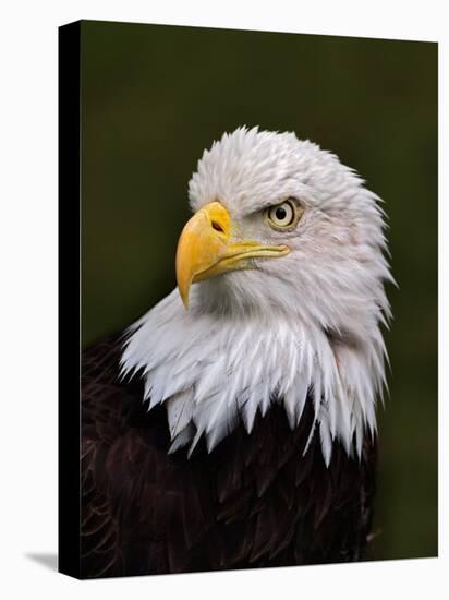 Adult Bald Eagle-Adam Jones-Stretched Canvas