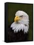 Adult Bald Eagle-Adam Jones-Framed Stretched Canvas