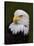 Adult Bald Eagle-Adam Jones-Stretched Canvas