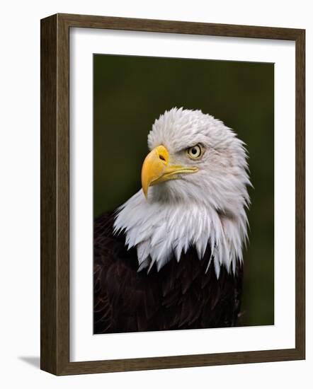 Adult Bald Eagle-Adam Jones-Framed Photographic Print