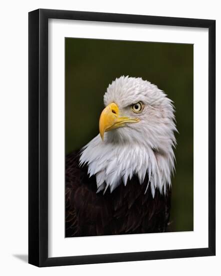 Adult Bald Eagle-Adam Jones-Framed Photographic Print