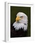 Adult Bald Eagle-Adam Jones-Framed Photographic Print