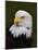 Adult Bald Eagle-Adam Jones-Mounted Photographic Print