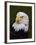 Adult Bald Eagle-Adam Jones-Framed Photographic Print