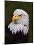 Adult Bald Eagle-Adam Jones-Mounted Photographic Print