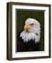 Adult Bald Eagle-Adam Jones-Framed Premium Photographic Print