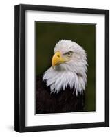 Adult Bald Eagle-Adam Jones-Framed Premium Photographic Print