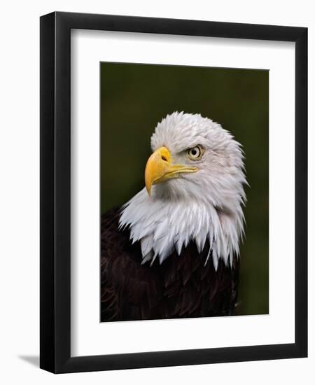 Adult Bald Eagle-Adam Jones-Framed Premium Photographic Print