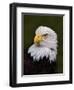 Adult Bald Eagle-Adam Jones-Framed Premium Photographic Print